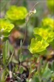 Arabis auriculata