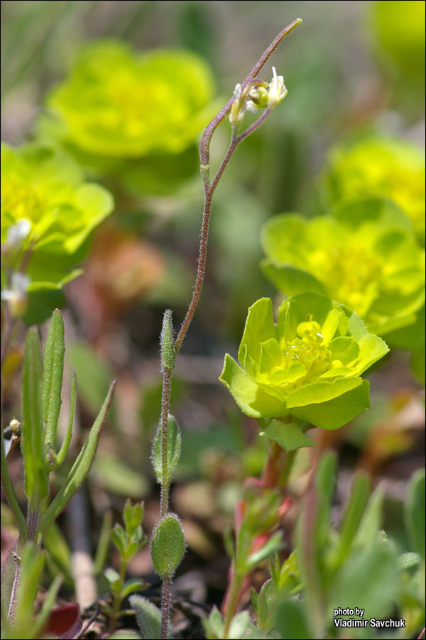 Image of Arabis auriculata specimen.