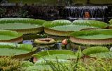 Victoria amazonica. Листья (в центре - развивающийся) и бутон. Португалия, Азорские о-ва, о-в Сан-Мигел, кальдера вулкана Фурнаш, парк \"Терра-Ноштра\", пруд, в культуре. 13.08.2025.