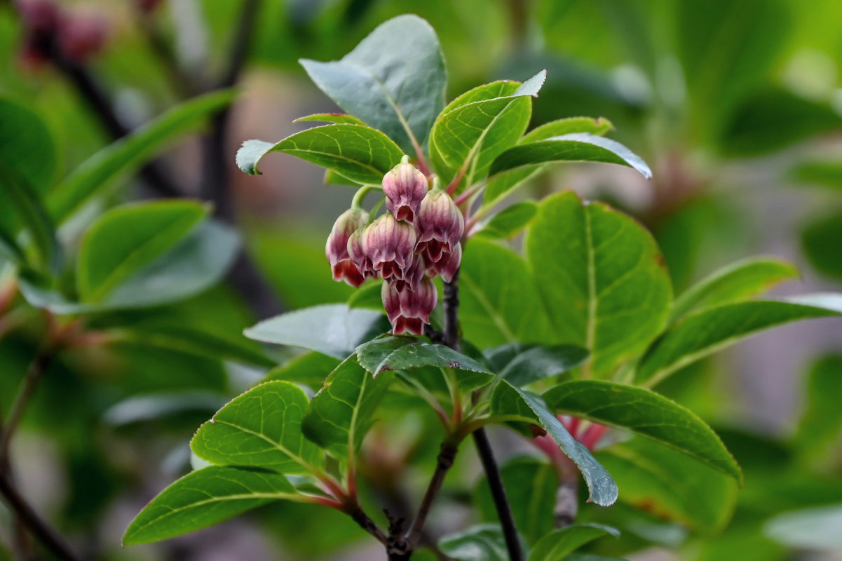 Изображение особи Enkianthus chinensis.