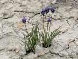 Muscari leucostomum. Цветущие растения. Туркменистан, ЮЗ Копетдаг, ущ. Шихимдере, склон холма, сложенный палеогеновой глиной. 24.03.2024.