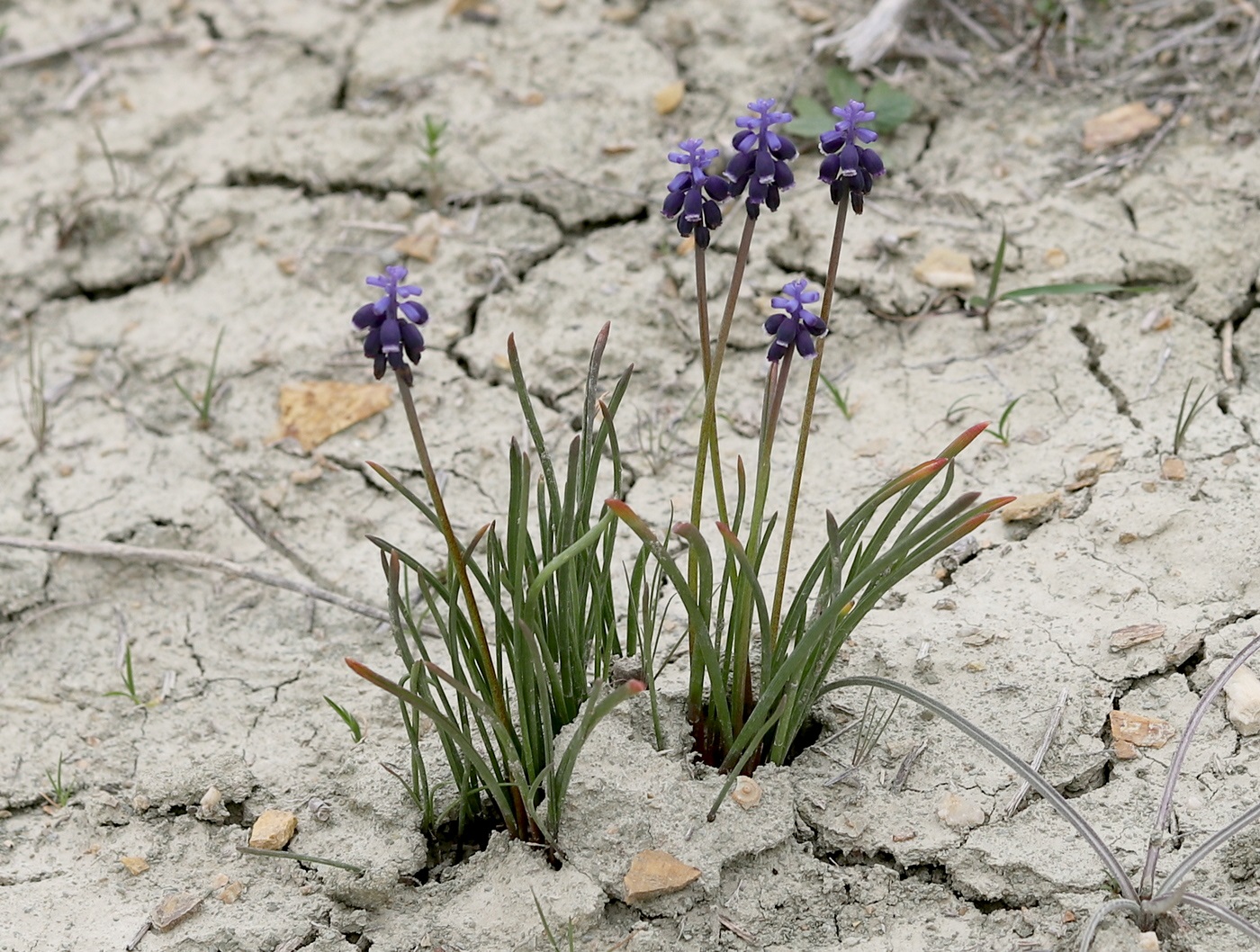 Image of Muscari leucostomum specimen.