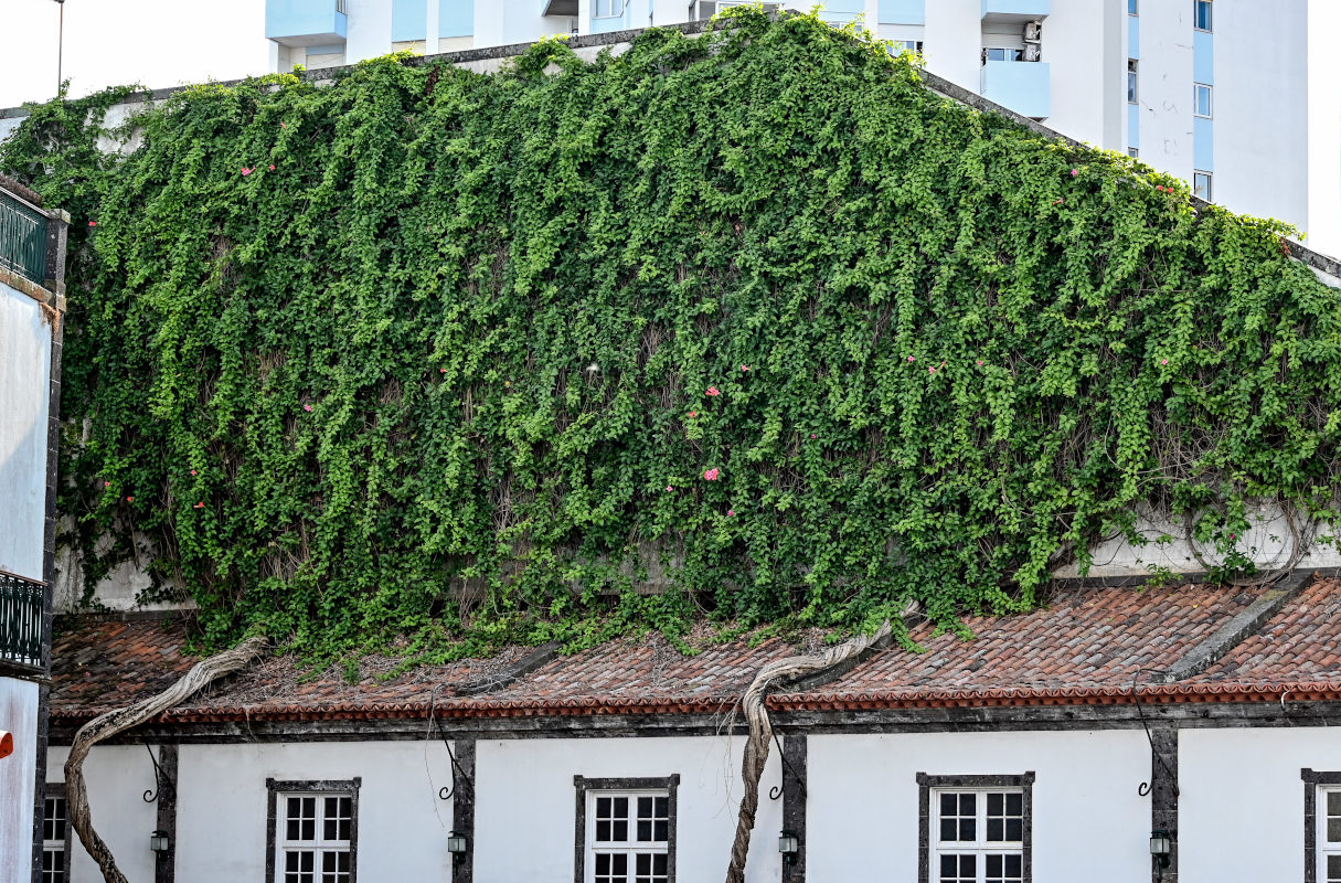 Изображение особи Distictis buccinatoria.