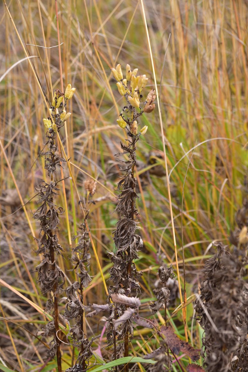 Изображение особи род Aconitum.