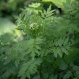 Cardamine impatiens. Верхушка цветущего растения. Абхазия, Гудаутский р-н, Рицинский реликтовый национальный парк, хр. Авадхара, дол. р. Авадхара, широколиственный лес, ручей. 1600 м н.у.м. 09.06.2025.