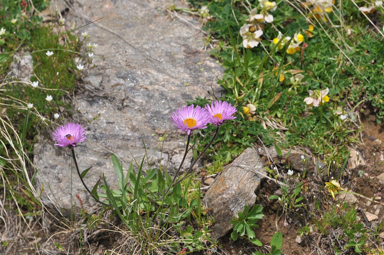 Изображение особи Erigeron venustus.