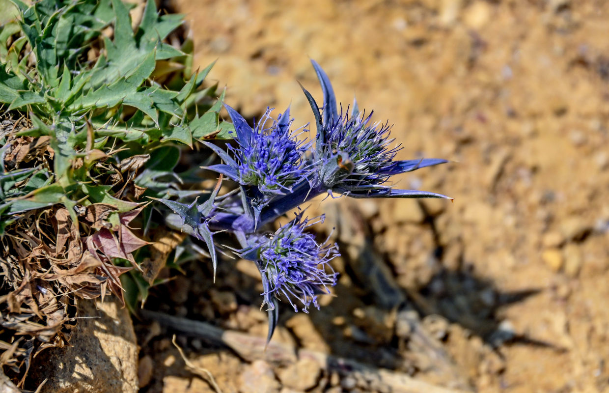 Image of genus Eryngium specimen.