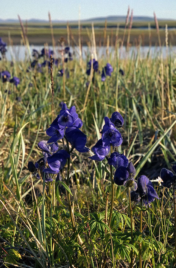 Image of Aconitum productum specimen.