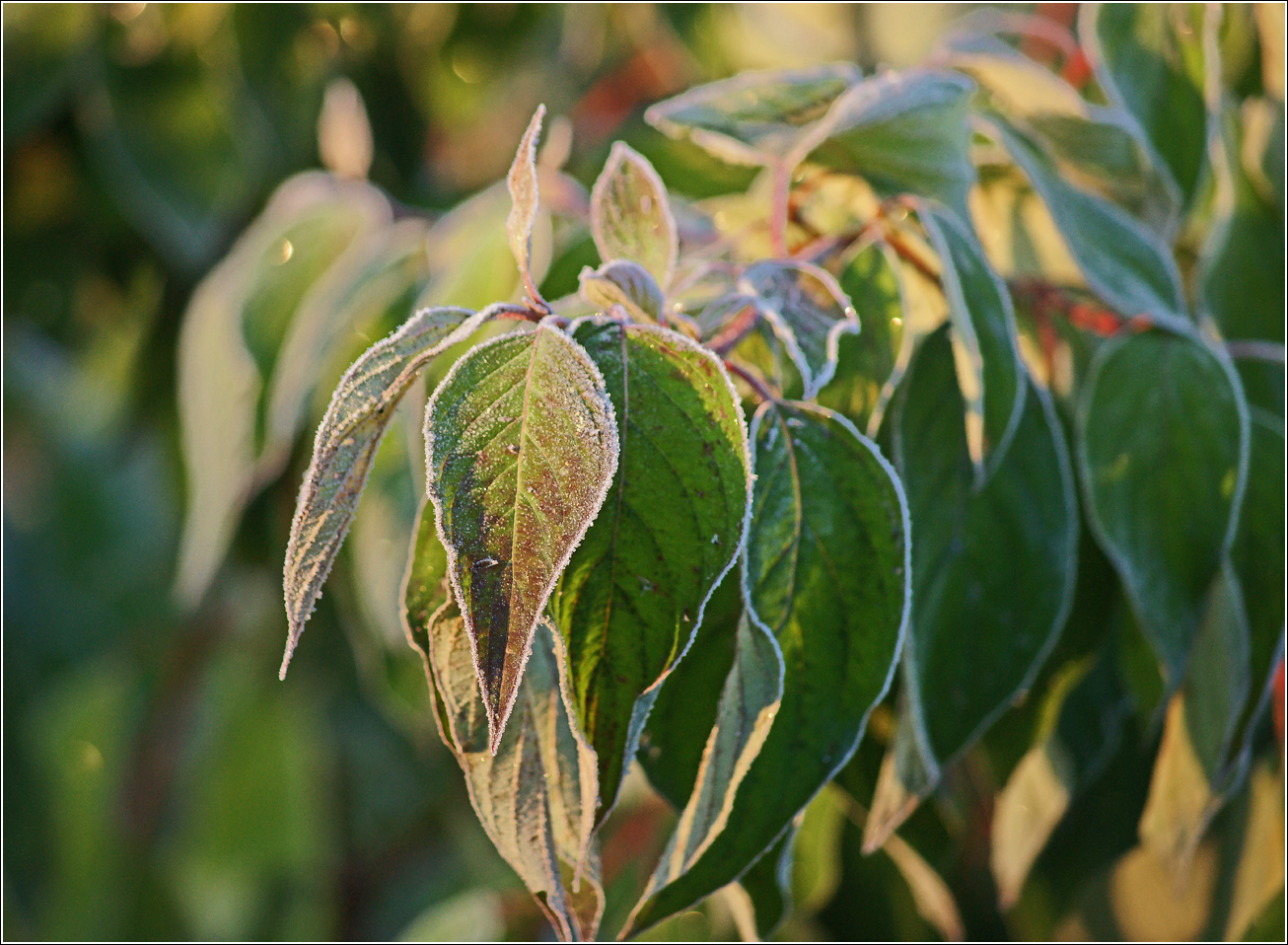 Изображение особи Swida alba.