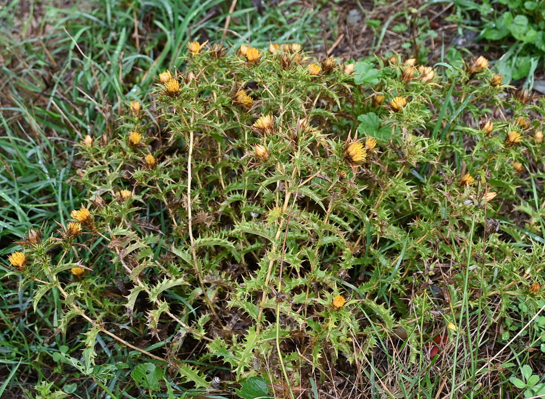 Image of familia Asteraceae specimen.