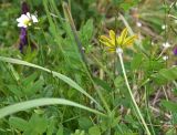 род Tragopogon. Верхушка цветущего растения. Кабардино-Балкария, Приэльбрусье, лев. берег р. Шхельда в 650 м выше ур. Улыбка Шхельды, среди камней. 23 июня 2025 г.