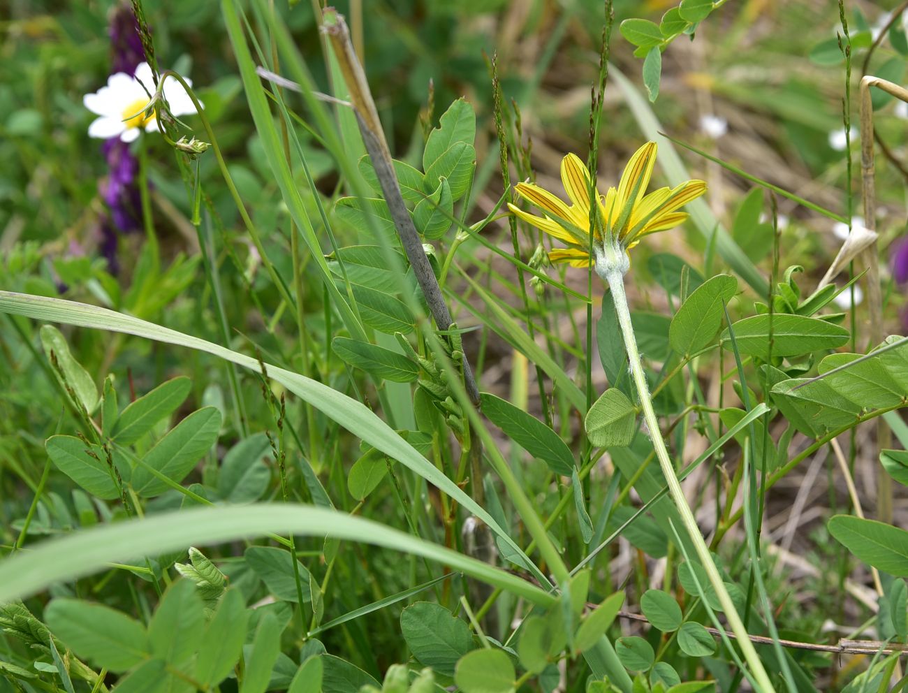 Изображение особи род Tragopogon.