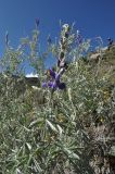 Lupinus mutabilis