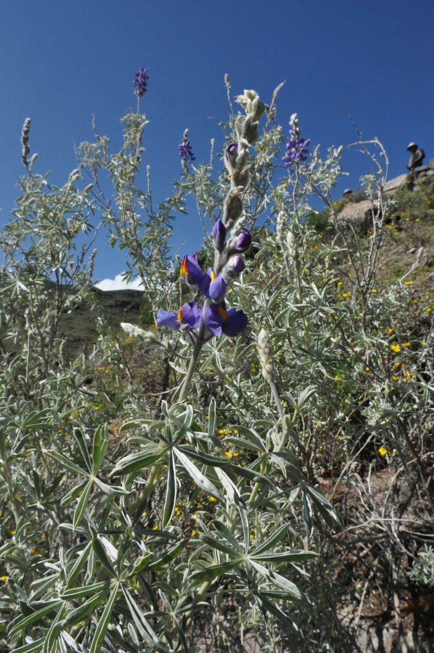 Image of Lupinus mutabilis specimen.