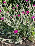 Lychnis coronaria