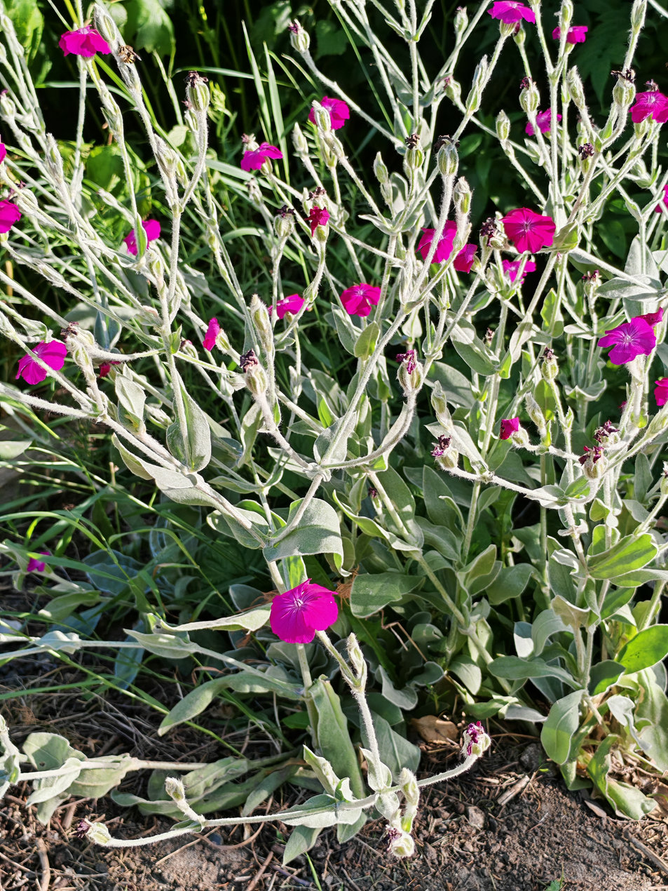 Image of Lychnis coronaria specimen.