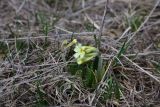 genus Primula. Цветущее растение. Грузия, край Самцхе-Джавахети, Ниноцминдский муниципалитет, юго-восточный склон горы Патара-Абули, ок. крепости Кероглы, выс. 2650 м н.у.м., луг. 7 июня 2026 г.