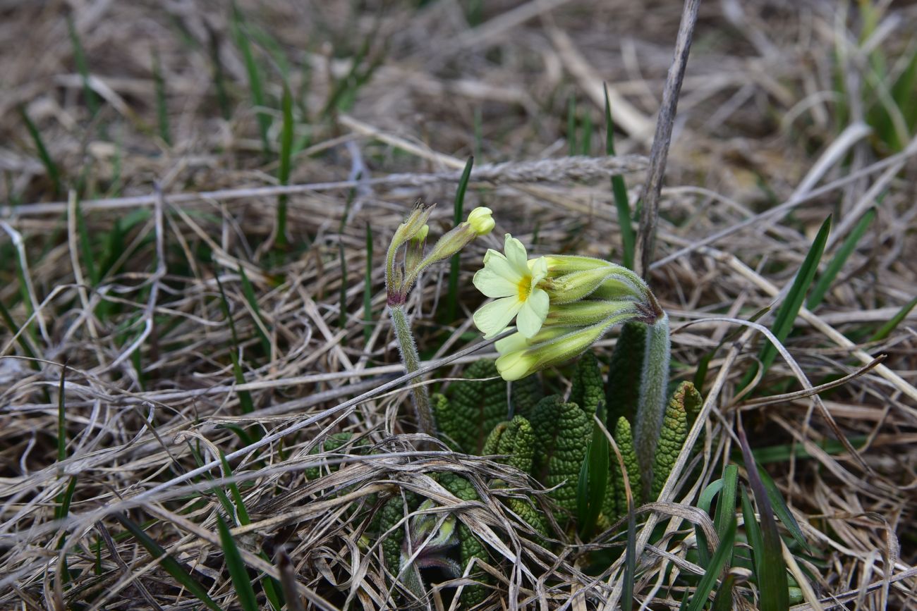 Изображение особи род Primula.