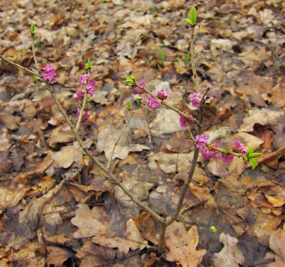 Image of Daphne mezereum specimen.