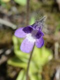Pinguicula vulgaris. Цветок. Ленинградская обл., Ломоносовский р-н, окр. пос. Глядино, сырой луг на известняке. 7 июня 2026 г.
