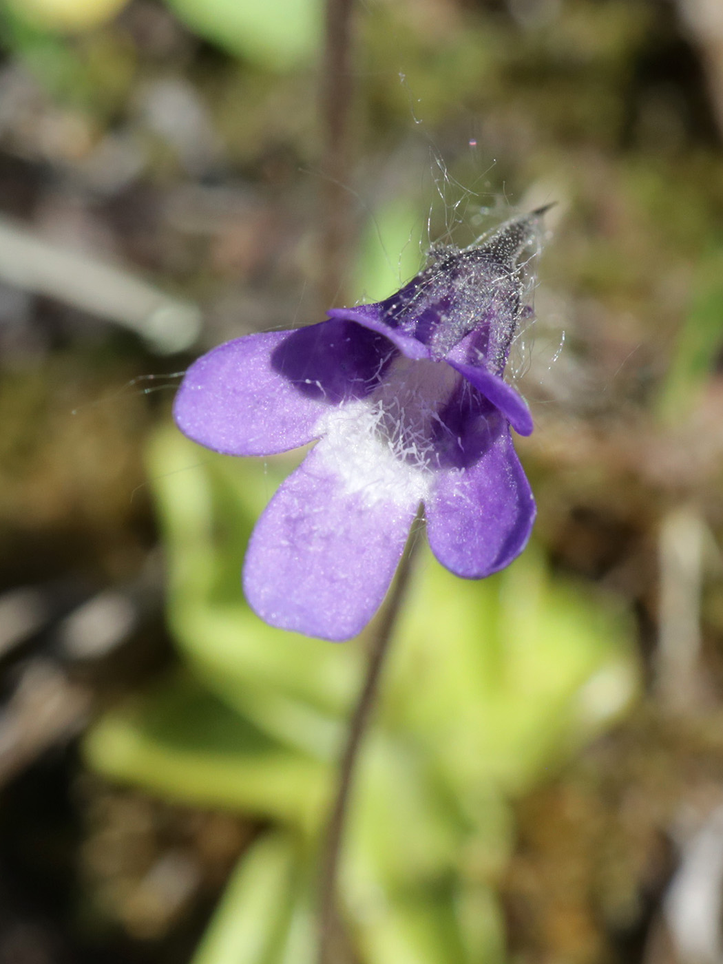 Image of Pinguicula vulgaris specimen.
