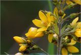 Lysimachia vulgaris. Часть соцветия с бутонами и цветками. Московская обл., Раменский р-н, окр. дер. Хрипань, садовый участок. 05.07.2026.