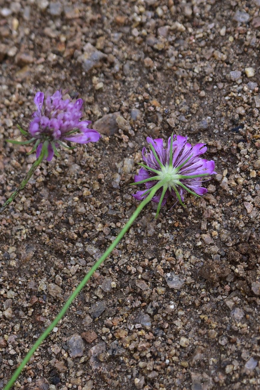 Изображение особи Scabiosa crinita.