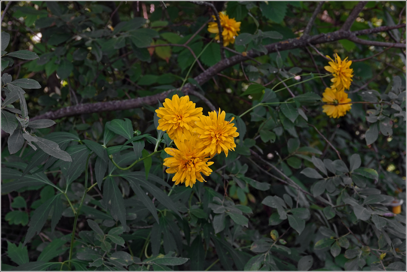 Image of Rudbeckia laciniata var. hortensia specimen.