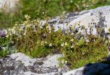 Saxifraga spinulosa. Цветущие растения. Хабаровский край, р-н имени Лазо, массив горы Ко, седловина между горами Столовая и Ко, выс. ≈ 1750 м н.у.м., на камнях. 02.08.2026.