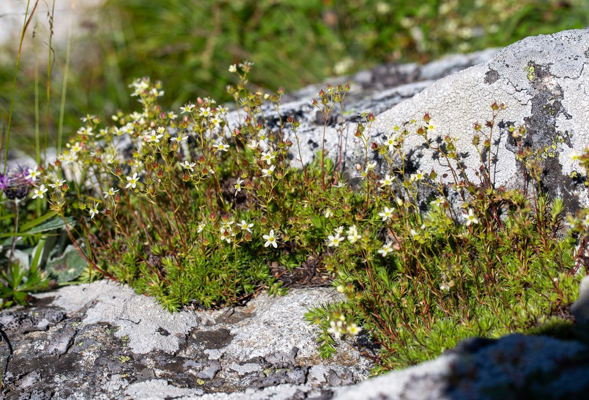 Image of Saxifraga spinulosa specimen.