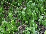 Vinca minor. Растения с поникшими от нехватки воды листьями. Волгоград, Красноармейский р-н, пос. 1-3, палисадник. 23.08.2026.
