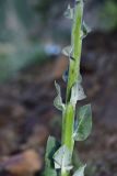 genus Verbascum. Часть побега. Турция, ил Артвин, р-н Юсуфели, выше дер. Гюльпынар, выс. 1745 м н.у.м., среди камней. 13 июня 2026 г.