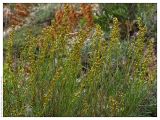 Artemisia salsoloides