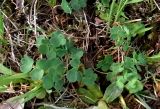 Thalictrum tuberosum