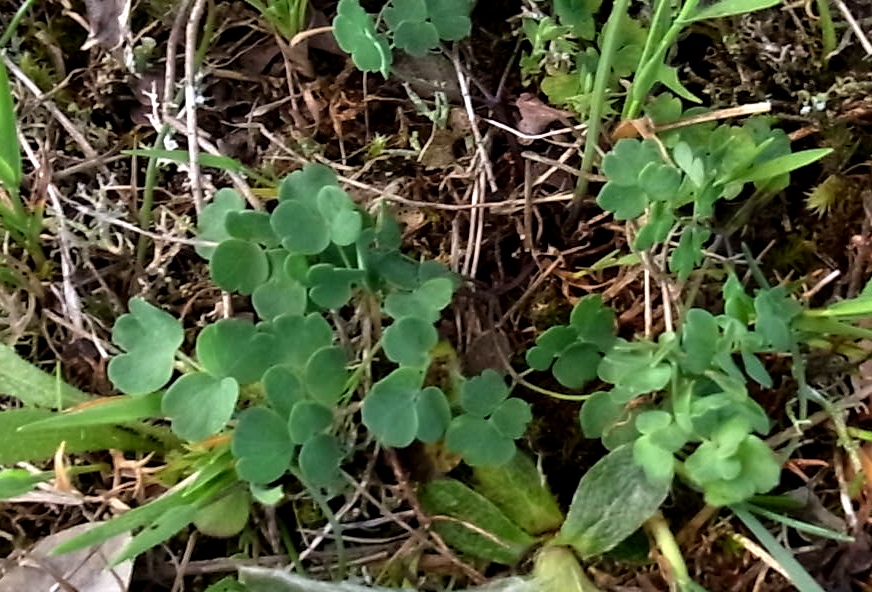 Image of Thalictrum tuberosum specimen.
