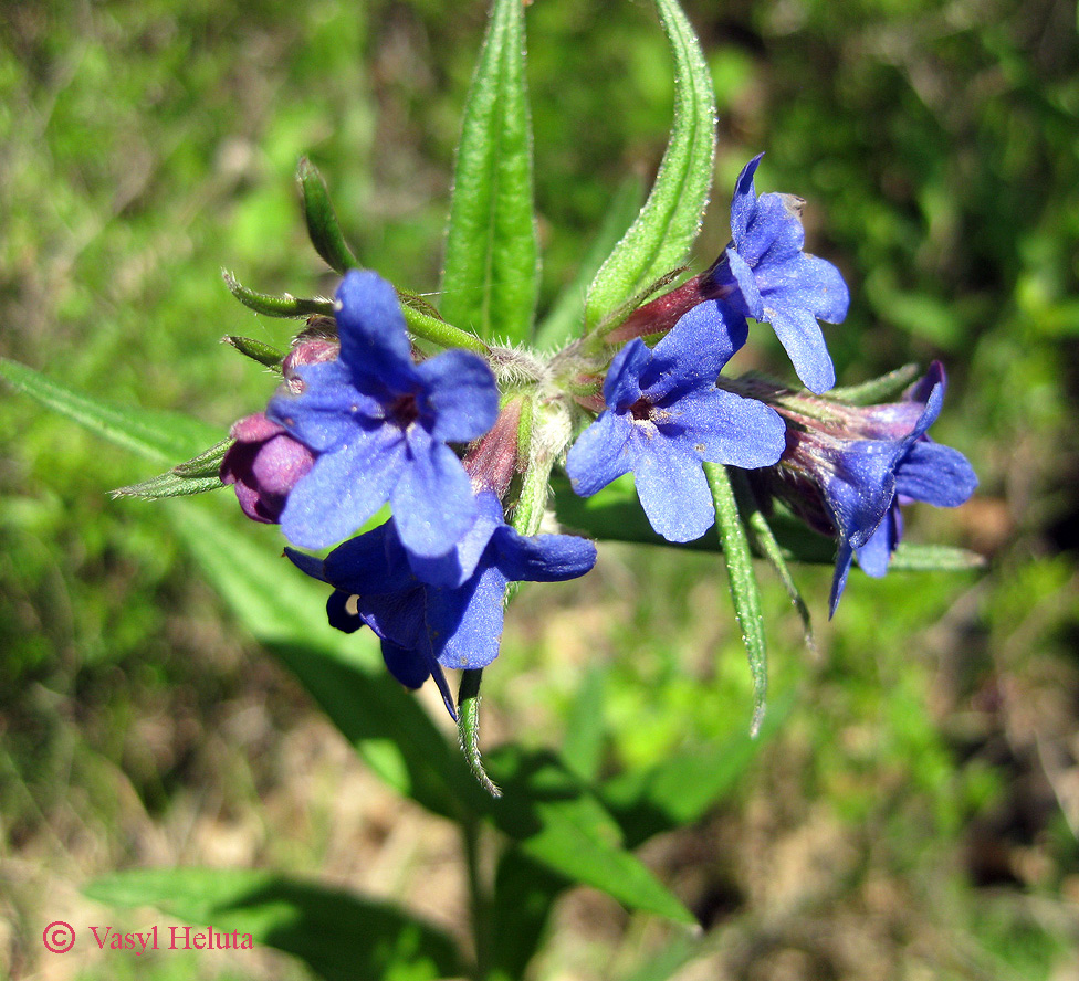 Изображение особи Aegonychon purpureocaeruleum.