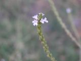 Verbena officinalis