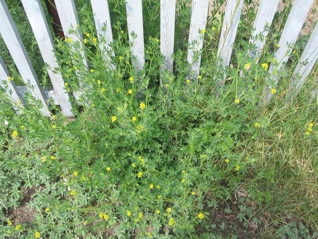 Image of Medicago falcata specimen.