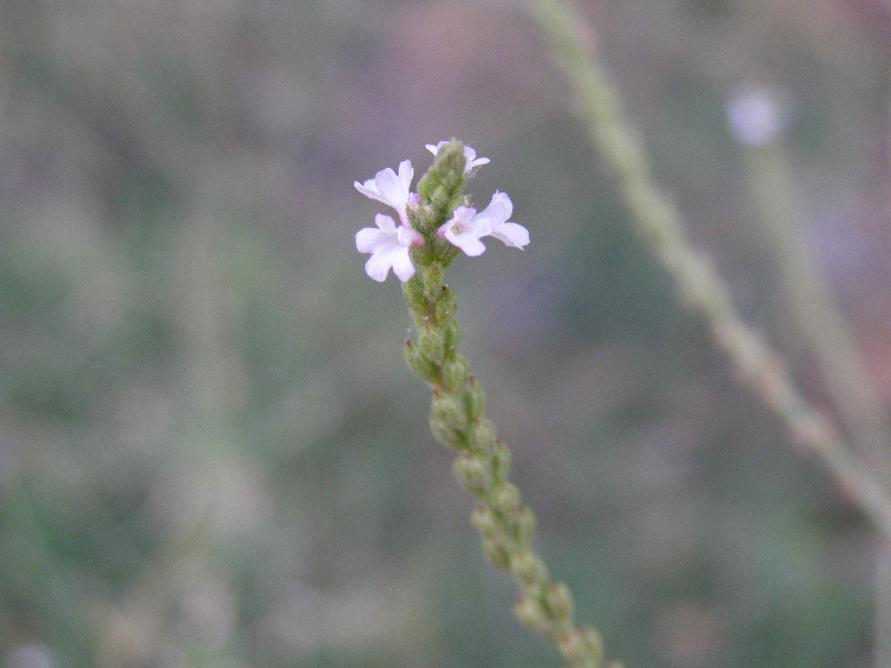 Изображение особи Verbena officinalis.