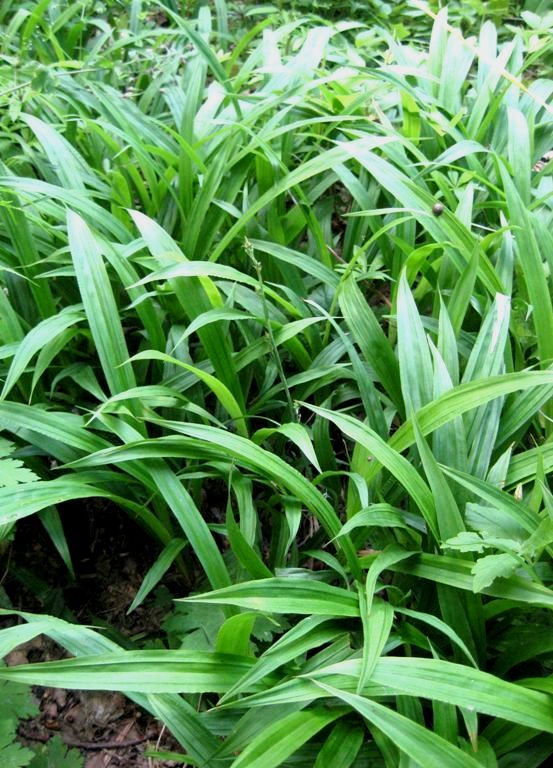 Image of Carex siderosticta specimen.