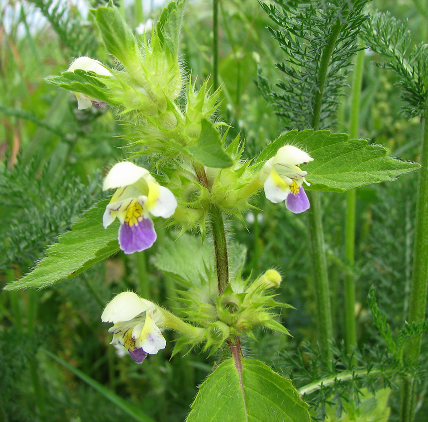 Image of Galeopsis speciosa specimen.