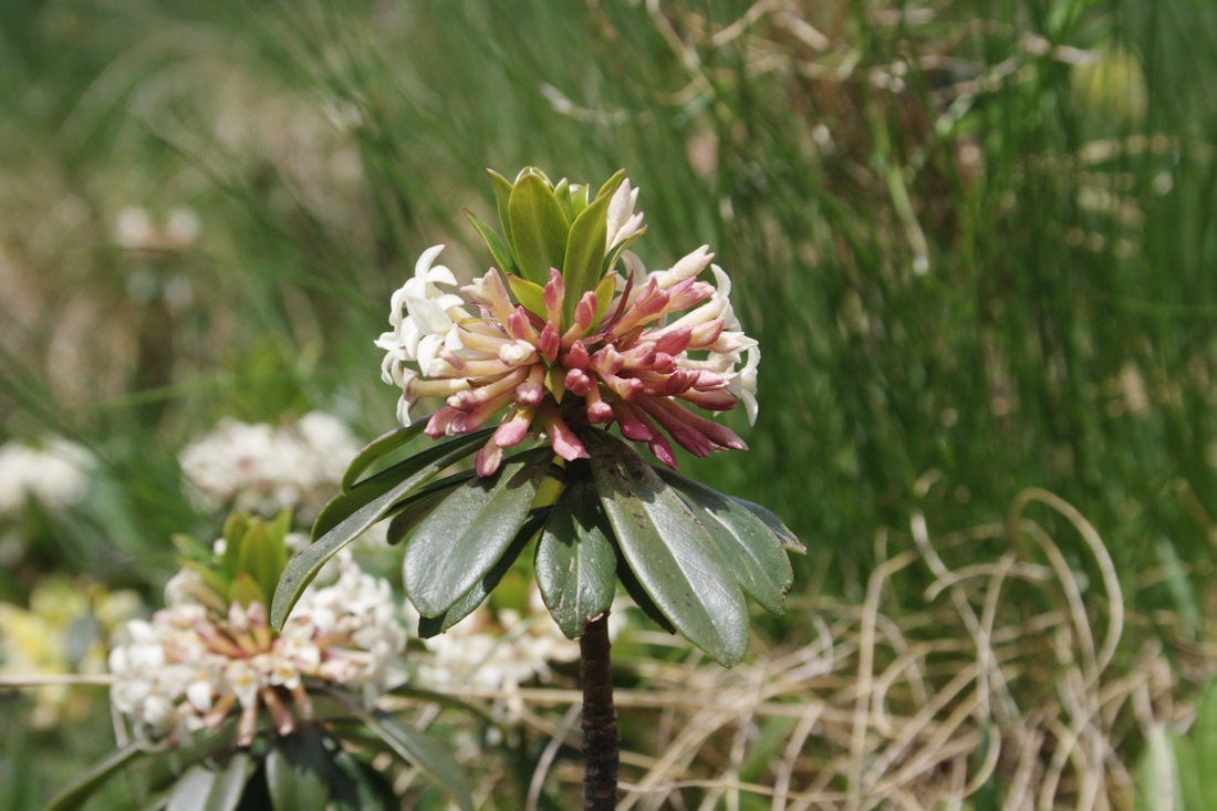 Image of Daphne glomerata specimen.