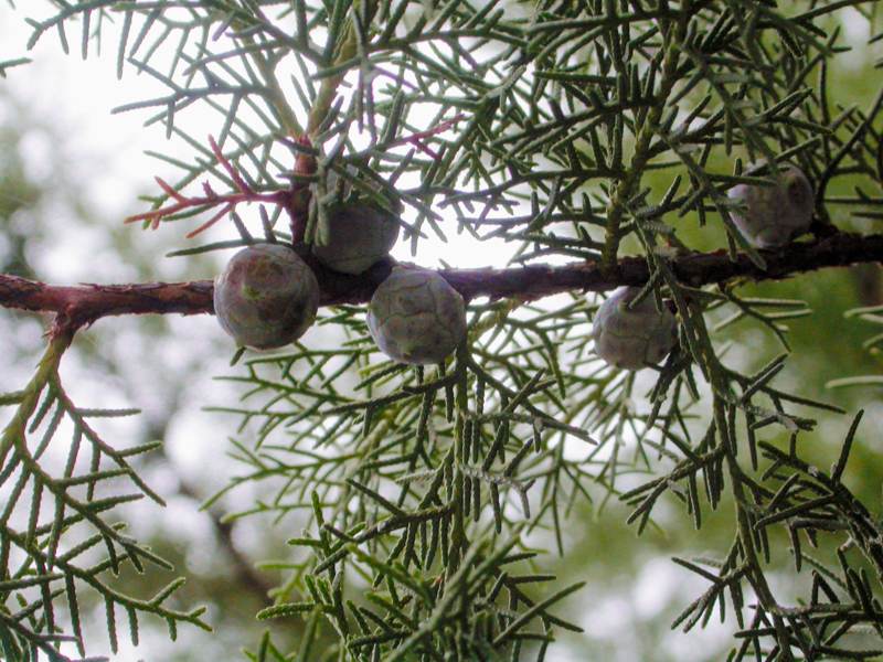 Image of Cupressus sempervirens specimen.