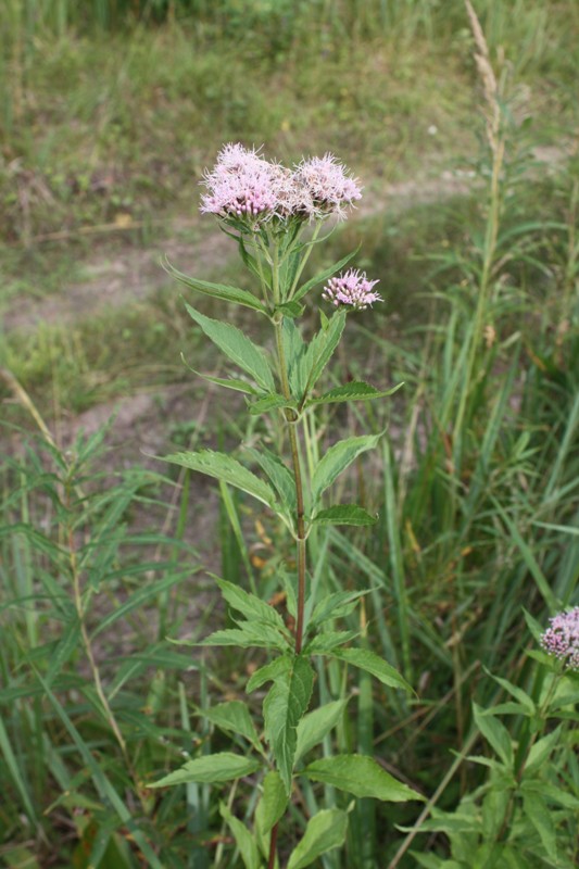 Изображение особи Eupatorium cannabinum.