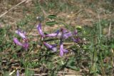 Vicia varia