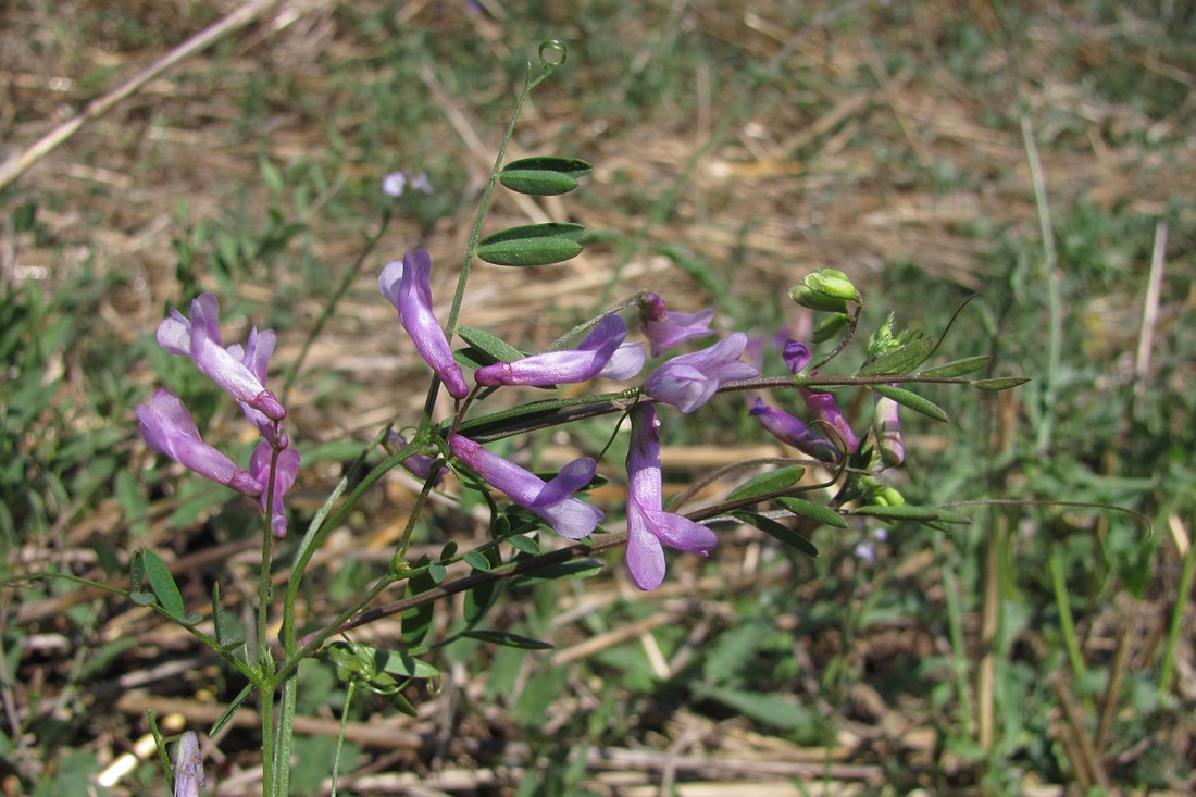 Image of Vicia varia specimen.