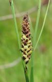 Carex nigra