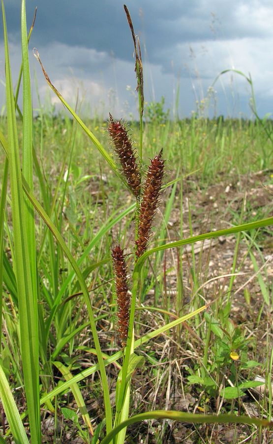 Изображение особи Carex rhynchophysa.