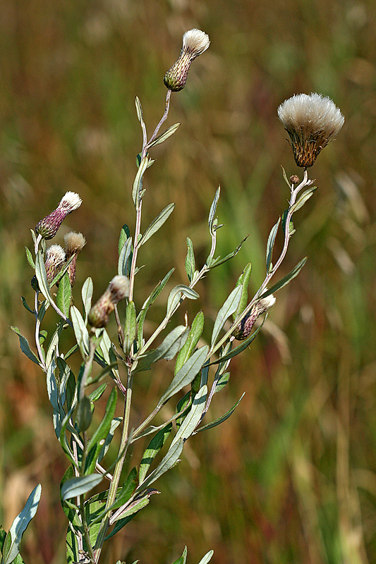 Изображение особи Cirsium incanum.