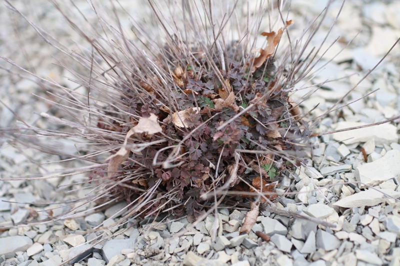 Image of Pimpinella tragium specimen.